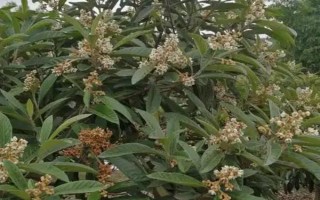 受歡迎的枇杷品種，有大五星枇杷、早鐘六號(hào)枇杷等