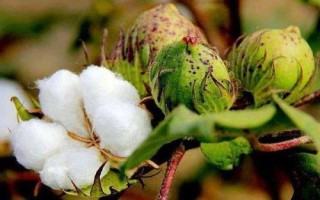 浙大10號棉花種子簡介，應(yīng)適時(shí)播種