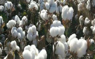 中棉所9712棉花種簡介，露地直播4月下旬播種