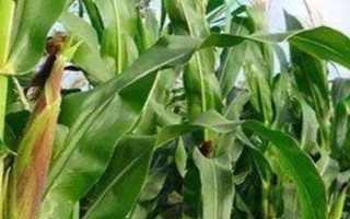 金慶801玉米種簡(jiǎn)介，出苗至成熟110天左右