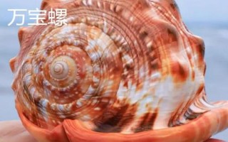 鸚鵡螺是海螺嗎，是頭足綱軟體動物不是海螺