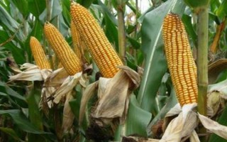 DH606玉米種子簡介，4月下旬至5月上旬播種