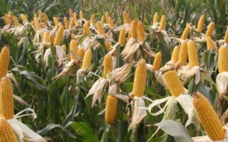 隴單336玉米種子特點(diǎn)，春季4月15日左右播種