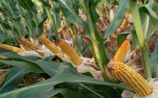 D907玉米種子特點，4月下旬至5月上旬播種