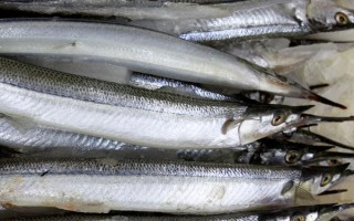 帶魚的產(chǎn)地，在我國沿海地區(qū)均有分布