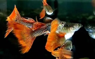孔雀魚如何保持不退化，一般情況下不會退化