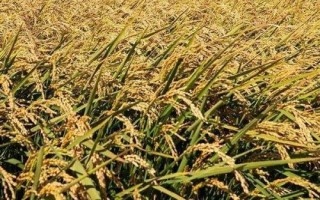 唐兩優(yōu)280水稻品種的特性，秧田畝播種量8～10千克