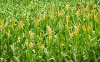 延科318玉米品種簡介，注意防治病蟲害