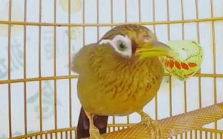 畫眉鳥不叫如何解決，可放置在安靜的地方獨處一段時間