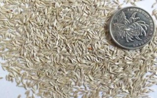 油麥菜有沒(méi)有種子，植株由種子發(fā)育而來(lái)