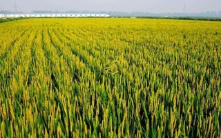 濱香4號(hào)水稻種子介紹，播種量控制在150克/盤左右