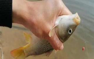 冬天怎么釣鯉魚(yú)，盡量選擇在水溫比較高的天氣