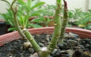 芙蓉花半年沒澆水能否存活，盆栽芙蓉花會干枯死亡