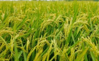 云資粳41號水稻品種簡介，全生育期174.8天