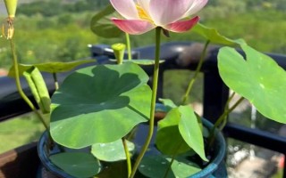 荷花水培會(huì)不會(huì)長(zhǎng)蓮蓬，水培養(yǎng)殖的荷花是不可長(zhǎng)出蓮蓬