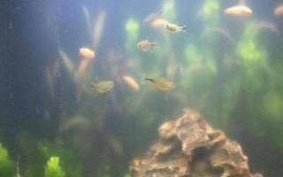 魚缸換水后變渾濁如何處理，需重新培養(yǎng)硝化細(xì)菌