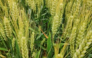 鄂麥1166小麥種子特點(diǎn)，畝播種量9～10公斤