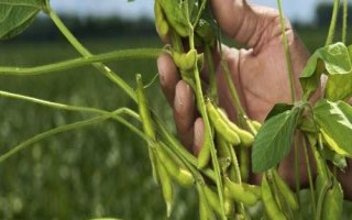 龍墾3425大豆品種的特性，5月上中旬播種