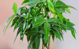 夏天發(fā)財(cái)樹葉子發(fā)黃脫落怎么辦，需要為發(fā)財(cái)樹做好遮陰措施