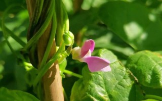 吡蟲啉豆角開花后能用嗎，可在豆角開花后使用