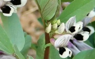 蠶豆的開花時(shí)間，通常為4-5月份或7-8月份