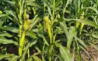 中勝C118玉米種簡介，密度3000株/畝左右
