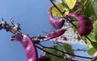 有哪些紫色菜，常見(jiàn)的有茄子、紫甘藍(lán)、洋蔥等