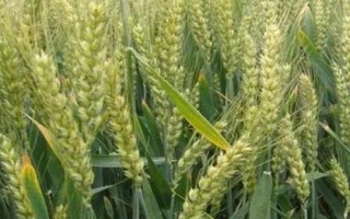 新世紀(jì)999小麥種子介紹，每畝18－20萬(wàn)基本苗