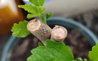 三角梅老樁發(fā)芽后的養(yǎng)護(hù)方法，每天要讓它曬光5-7小時(shí)