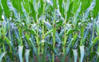 金玉2208玉米種子介紹，春播宜在4月上中旬播種