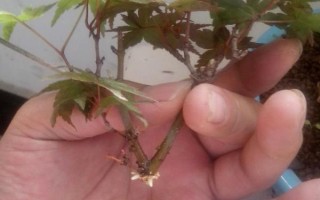 五角楓盆景的修剪方法，幼苗期剪除植株主枝頂端的枝葉