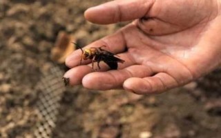 如何捕捉蜂王，找到蜂巢后可進(jìn)行煙熏