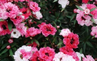 松紅梅的開花時間，自然開花期為晚秋至春末