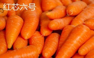 胡蘿卜是什么季節(jié)的蔬菜，屬于秋冬季蔬菜但一年四季可吃到