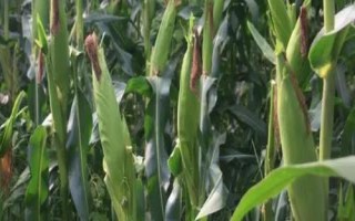 雷單907玉米種簡介，中抗彎孢葉斑病