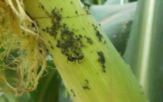 玉米蚜蟲，主要為害玉米雄花和上層1-5葉