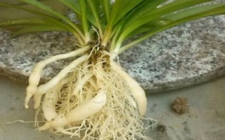 吊蘭的澆水方法，春秋季節(jié)每隔3天左右澆一次