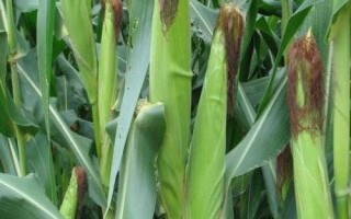 L678玉米種子特點，適宜在肥力中上等的地塊種植