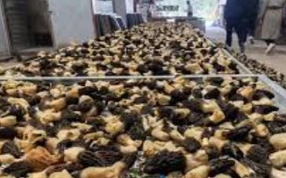 菌種選育方法，可自然選育和誘變育種