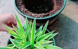 吊蘭的澆水方法，春秋季節(jié)每隔3天左右澆一次