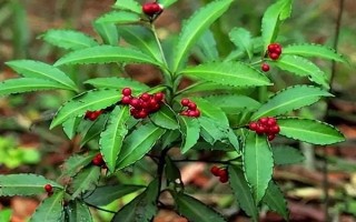 朱砂根的養(yǎng)殖方法，喜歡濕潤或半燥的氣候環(huán)境
