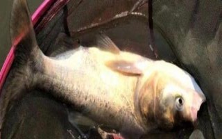 鰱鳙開口最佳時間，上午10點至傍晚18點為開口適期