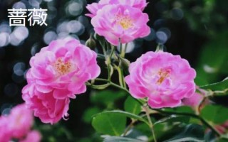 薔薇和月季的區(qū)別,花朵和花期均不同