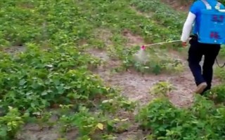 大豆菟絲子如何用草甘膦防治，稀釋藥液后可噴灑受害植株