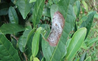 怎么防治茶輪斑病，茶園應(yīng)避免捋采或強采
