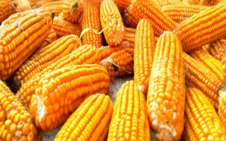 先達(dá)718玉米種子特征特性，中抗小斑病