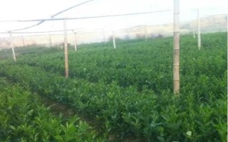 什么品種的橙樹苗好，常見的有塔羅科血橙、紐荷爾臍橙等
