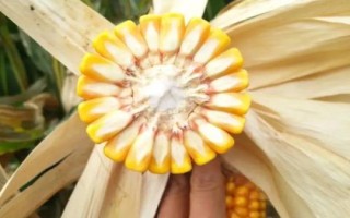 永優(yōu)1573玉米種子特征特性，該品種為高淀粉玉米品種