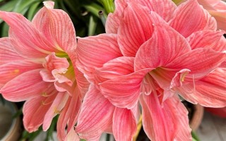過年養(yǎng)哪些花喜慶，推薦報(bào)春花、蝴蝶蘭等