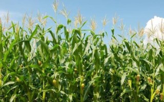秋田311玉米種簡(jiǎn)介，適宜密度為每畝5000株左右